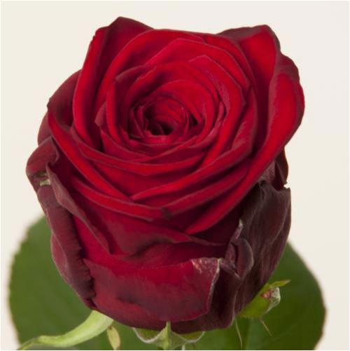 10x Rosa red naomi! 40cm