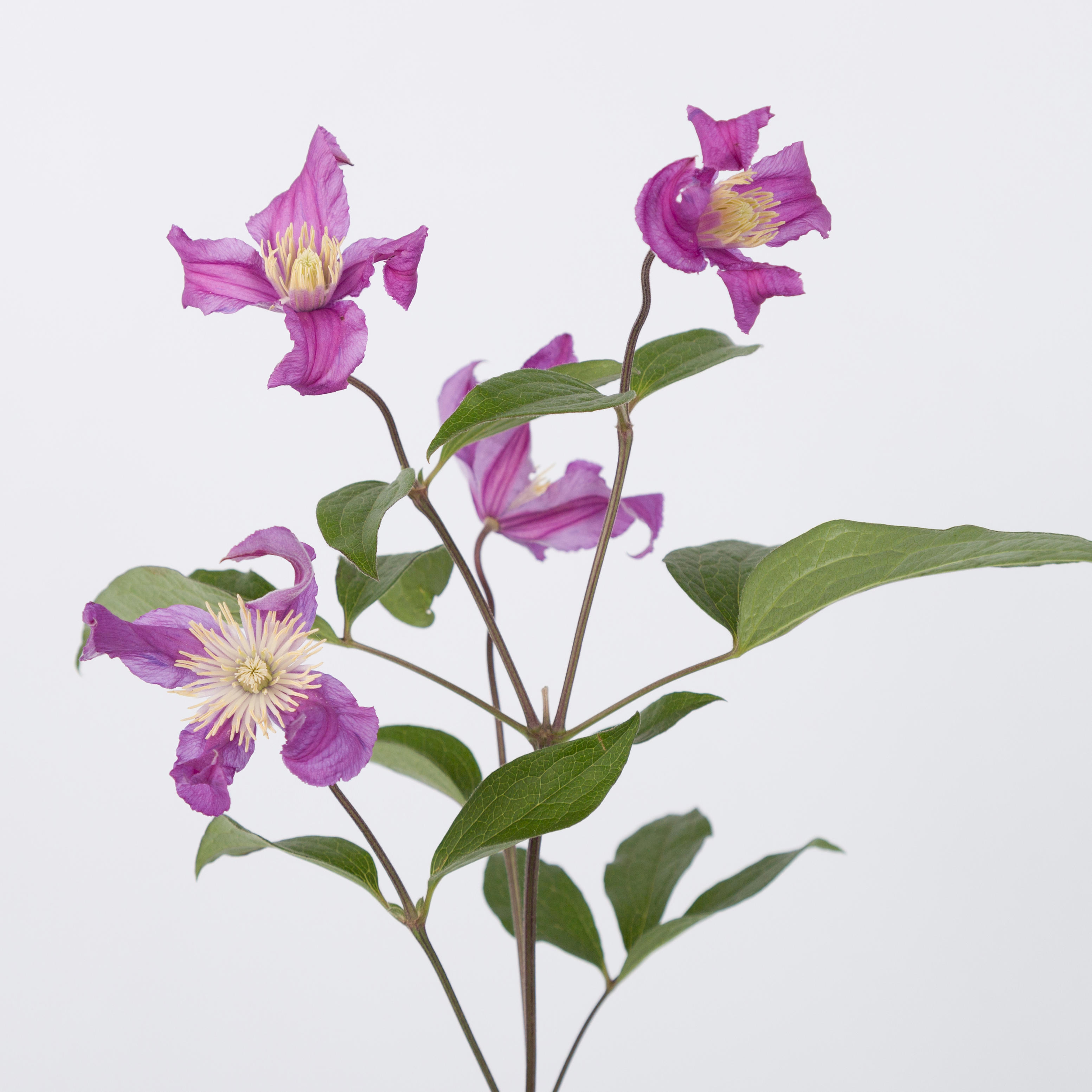 10x Clematis amazing rome 60cm
