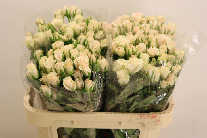 10x Rosa royal porcelina 70cm