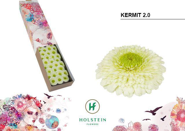 60x Germ.pomponi kermit 2.0 40cm