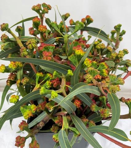 1x Sg eucalyptus cardinale bes 60cm