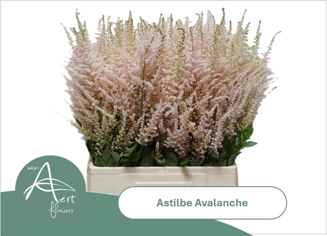 20x Astil.avalanche 70cm