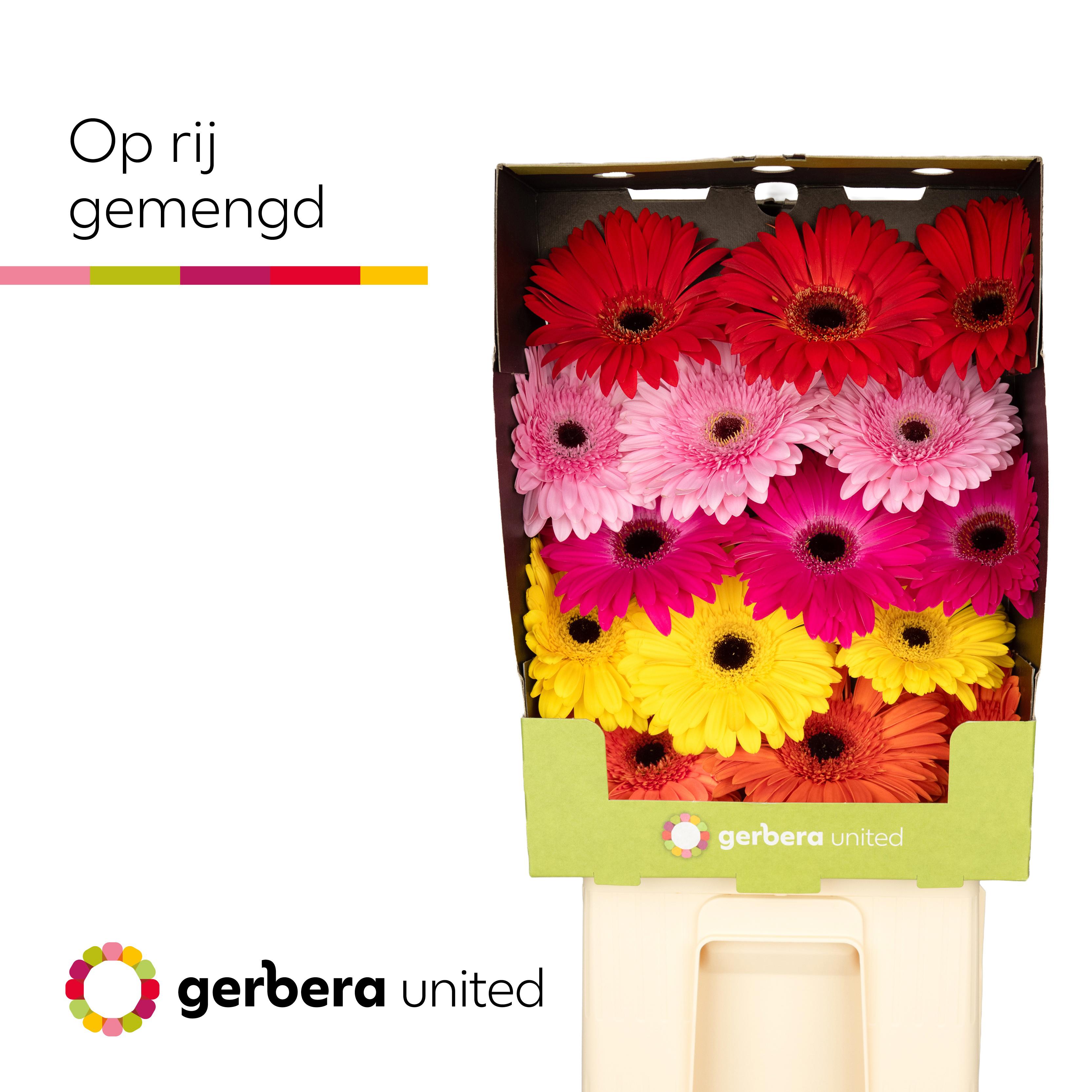 15x Gerb.mix var.op rij 70cm