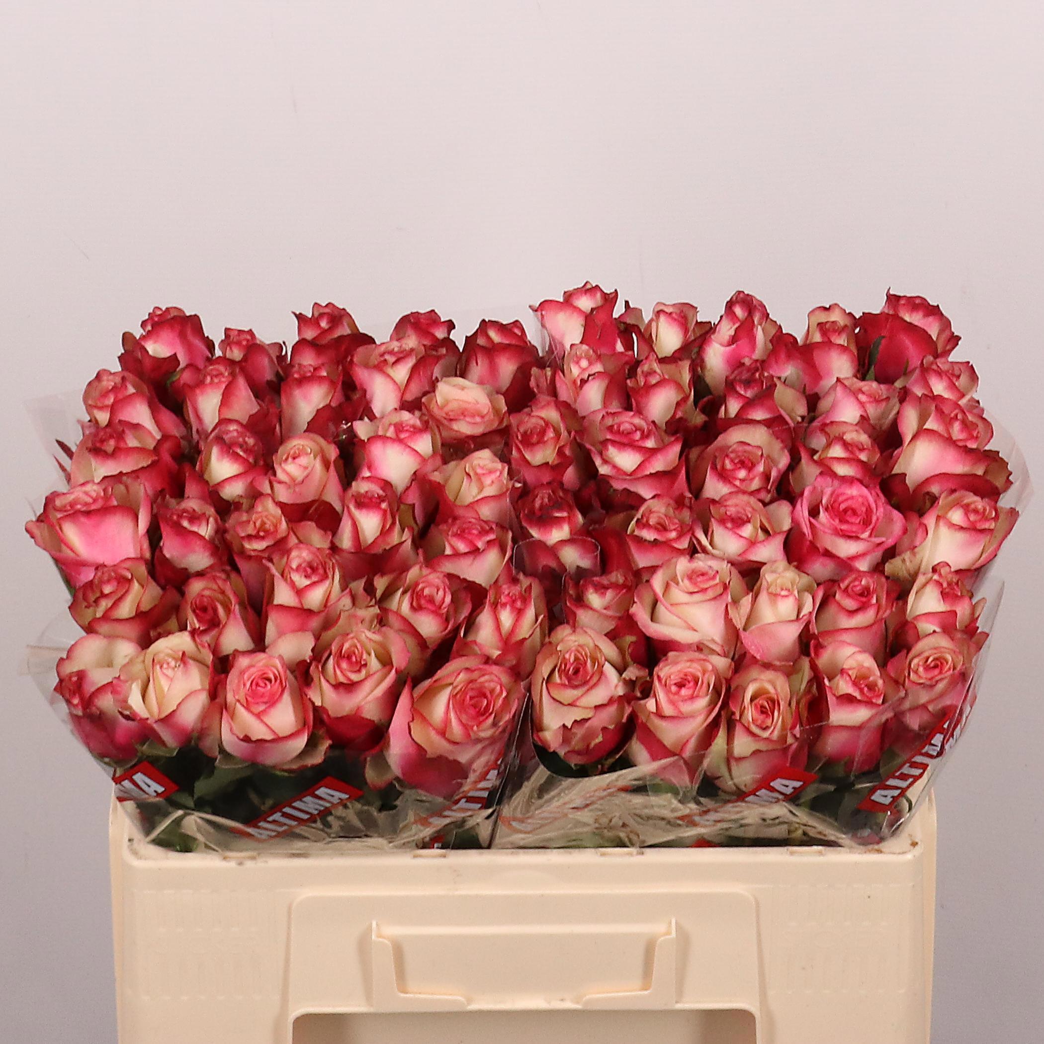 10x Rosa paloma 50cm