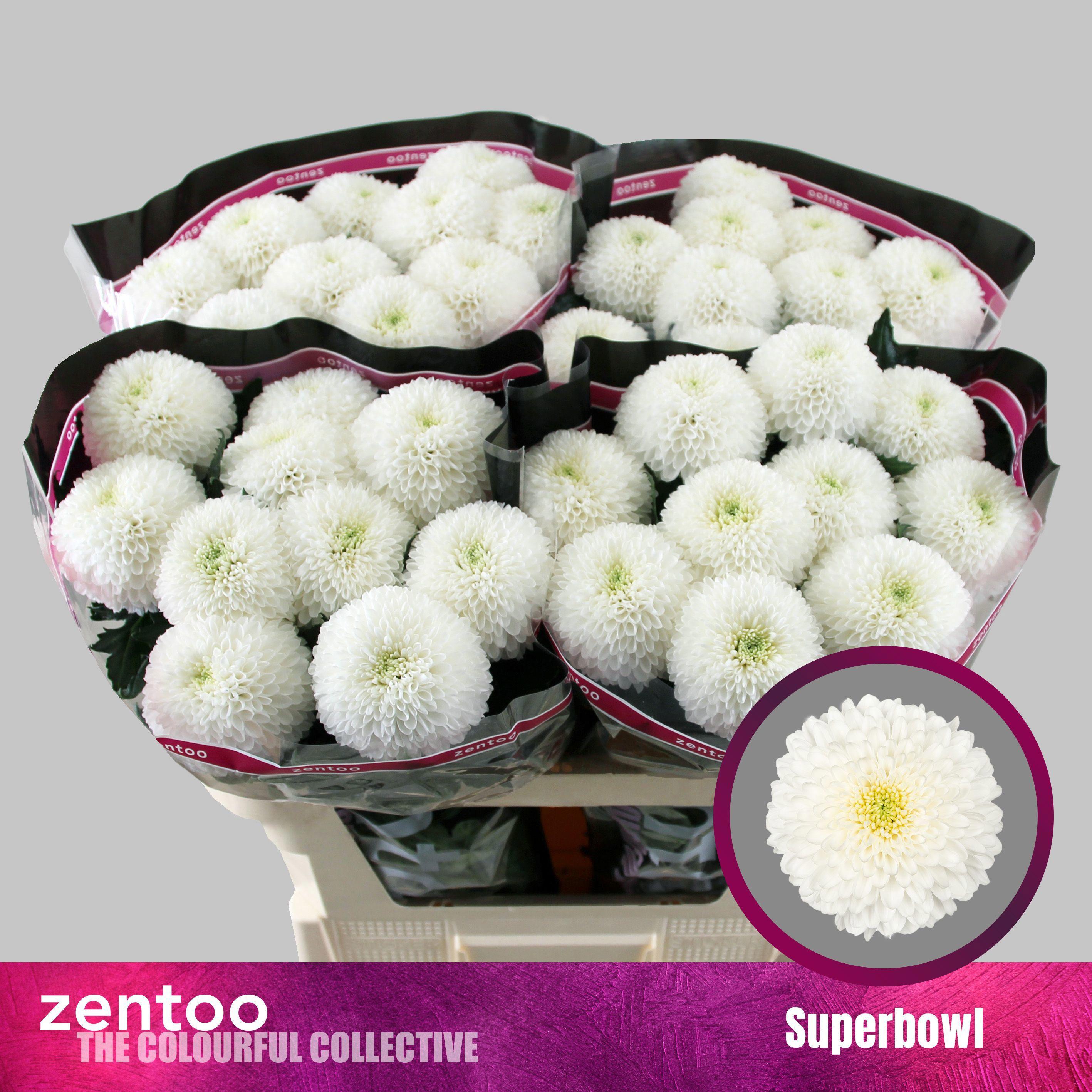 10x Chrysant superbowl 70cm