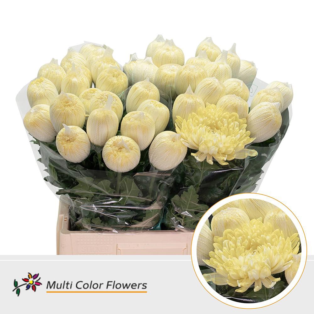 10x Chrysant antonov creme 70cm