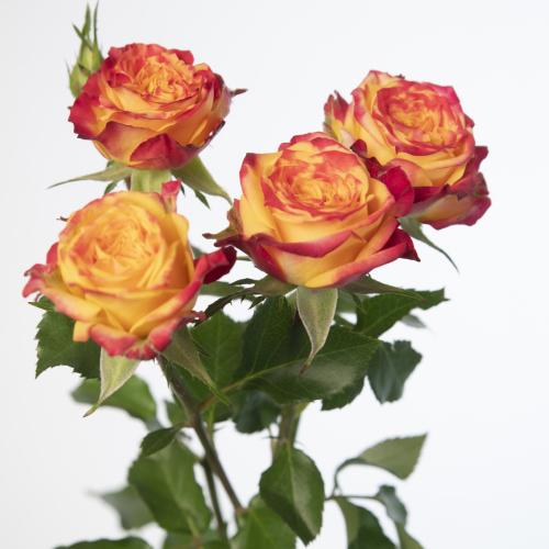 10x Rosa land of fire 60cm