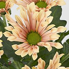 25x Chrysant san.bluff salmon 50cm