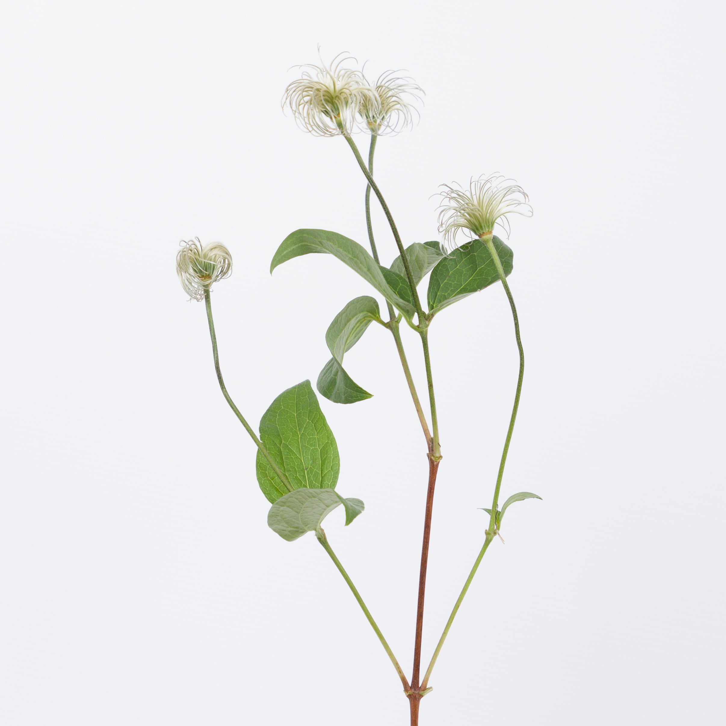 10x Clematis amazing kibo 60cm