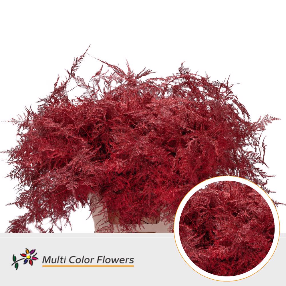 50x Aspar.set.ex veren rood 60cm
