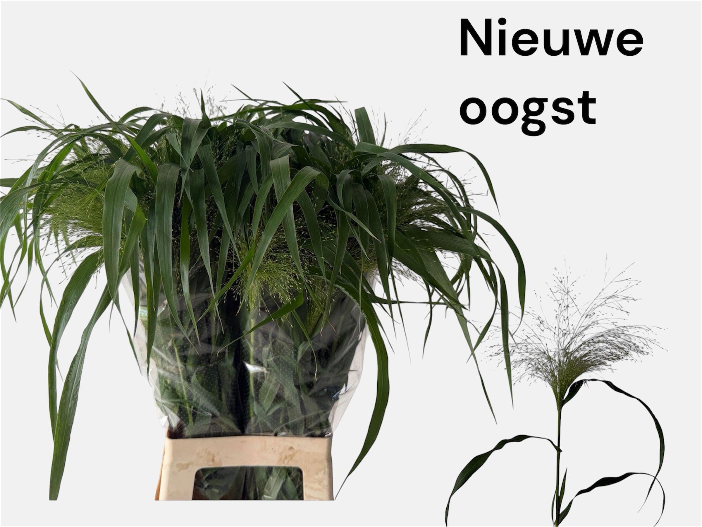 50x Gs panicum fountain 80cm