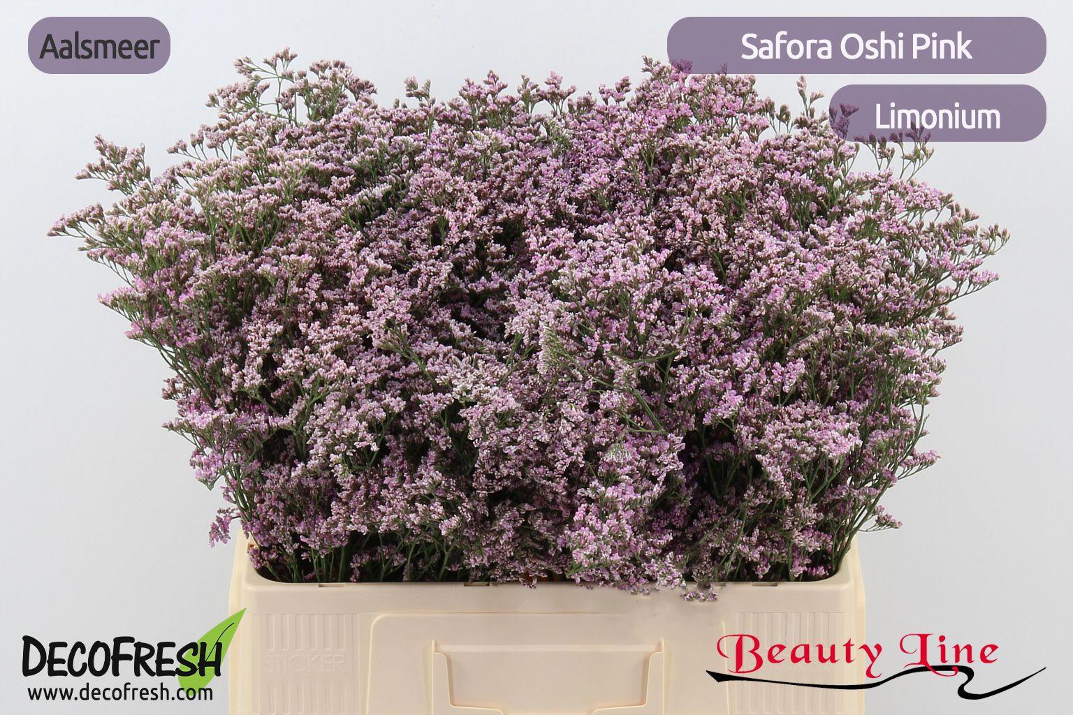 25x Lim.safora oshi pink 60cm