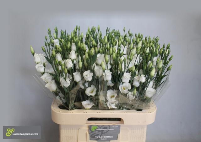 10x Eust.piccolo white en 70cm