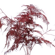 50x Aspar.lang get. rood 80cm