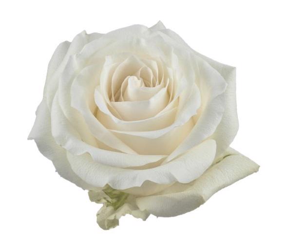 25x Rosa proud 50cm