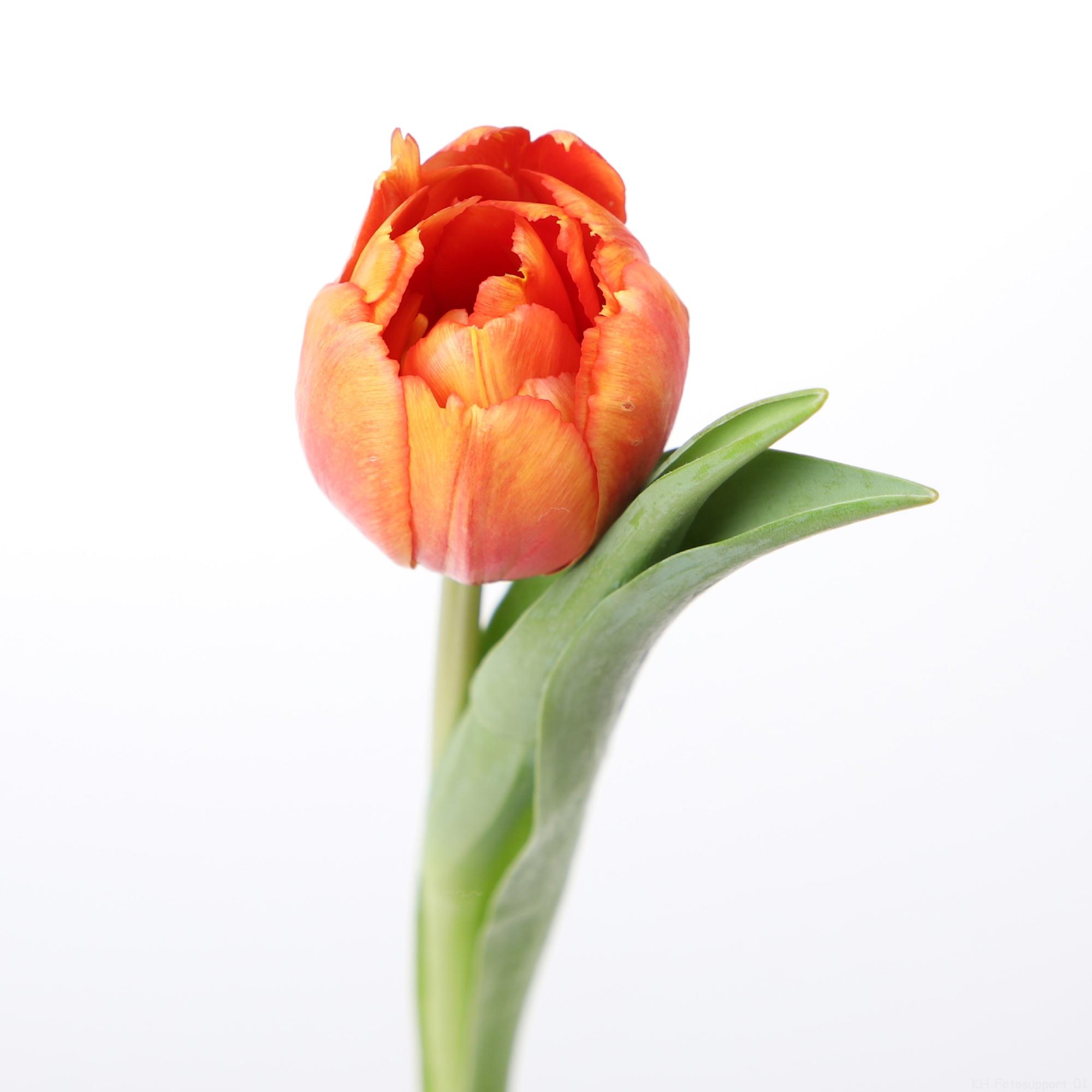50x Tulipa 5 oranje du 30cm