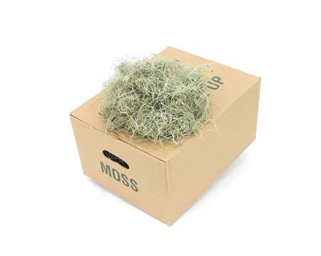 1x Sg tillandsia fijn