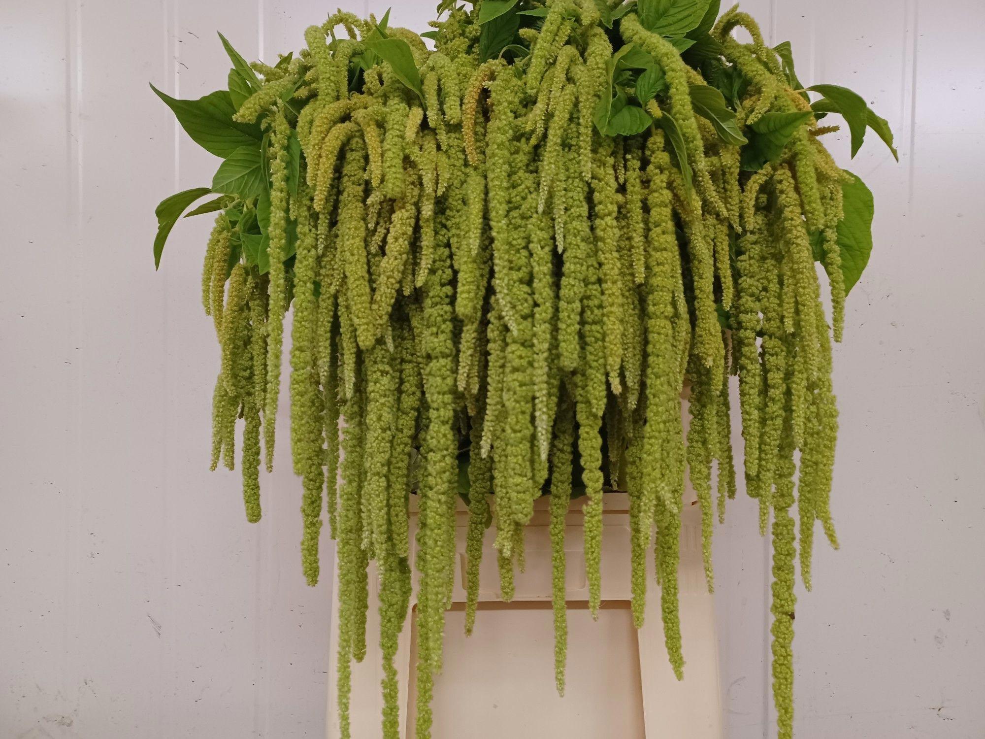 10x Amaran.green pearls 80cm