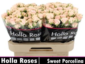 10x Rosa sweet porcelina 60cm