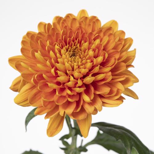 10x Chrysant bellavista 70cm
