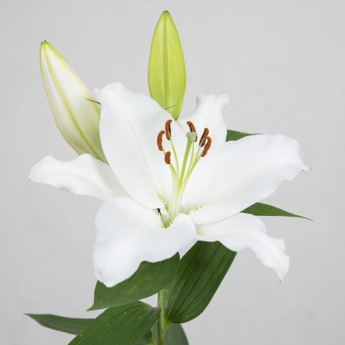 10x Lil.white passion 80cm