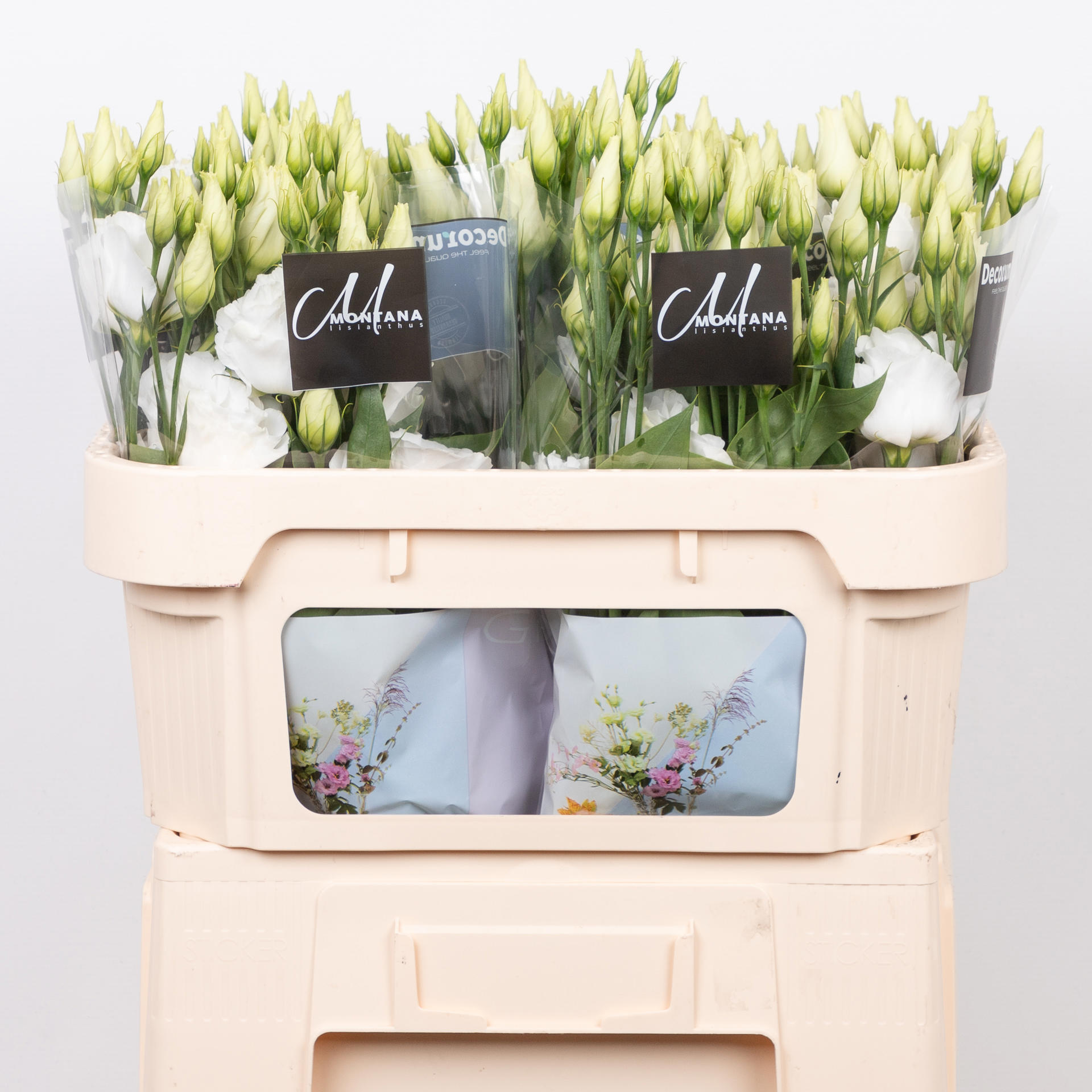 10x Eust.arena giant white du 70cm