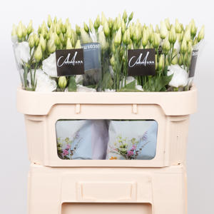 10x Eust.arena giant white du 70cm