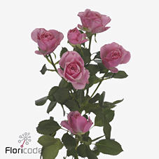 10x Rosa pink boom 50cm