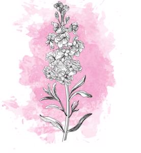 10x Matt. - roze 50cm
