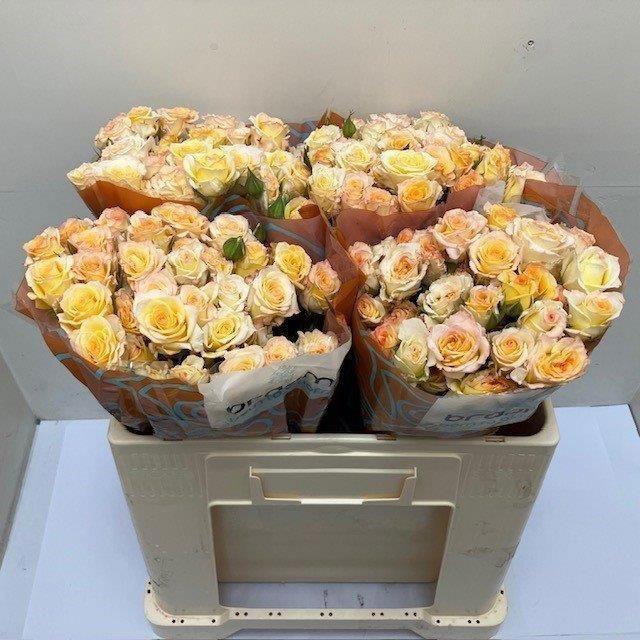 10x Rosa sweet chablis 50cm