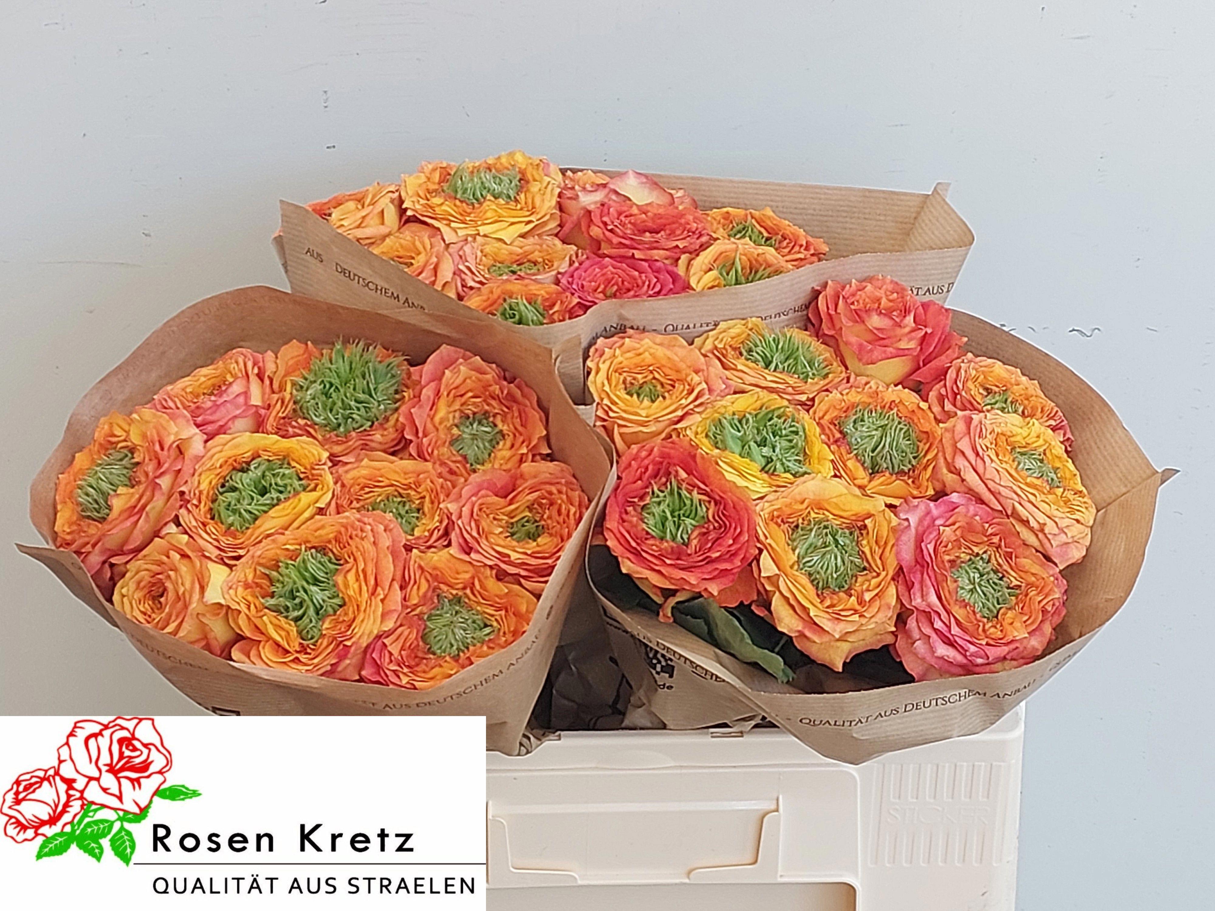 10x Rosa green island samoa 50cm