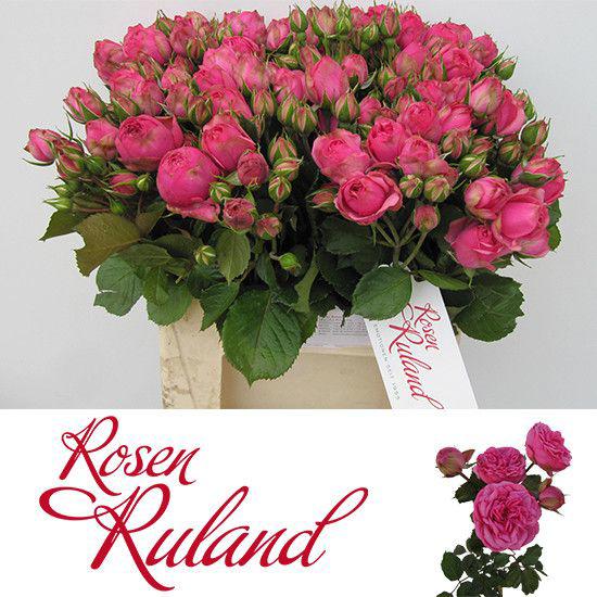 10x Rosa pink piano freiland 40cm