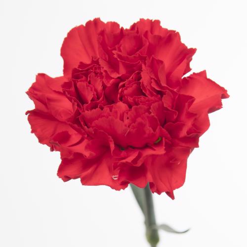 20x Dian.st. - rood 60cm