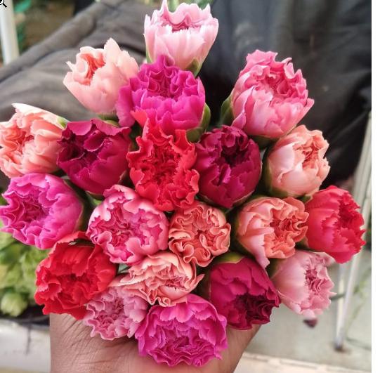 20x Dian.st.sweet pink mix/bos 60cm