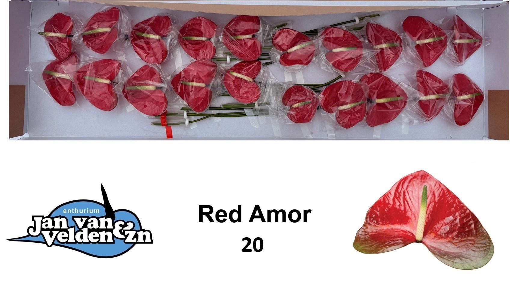 20x Anth.red amor