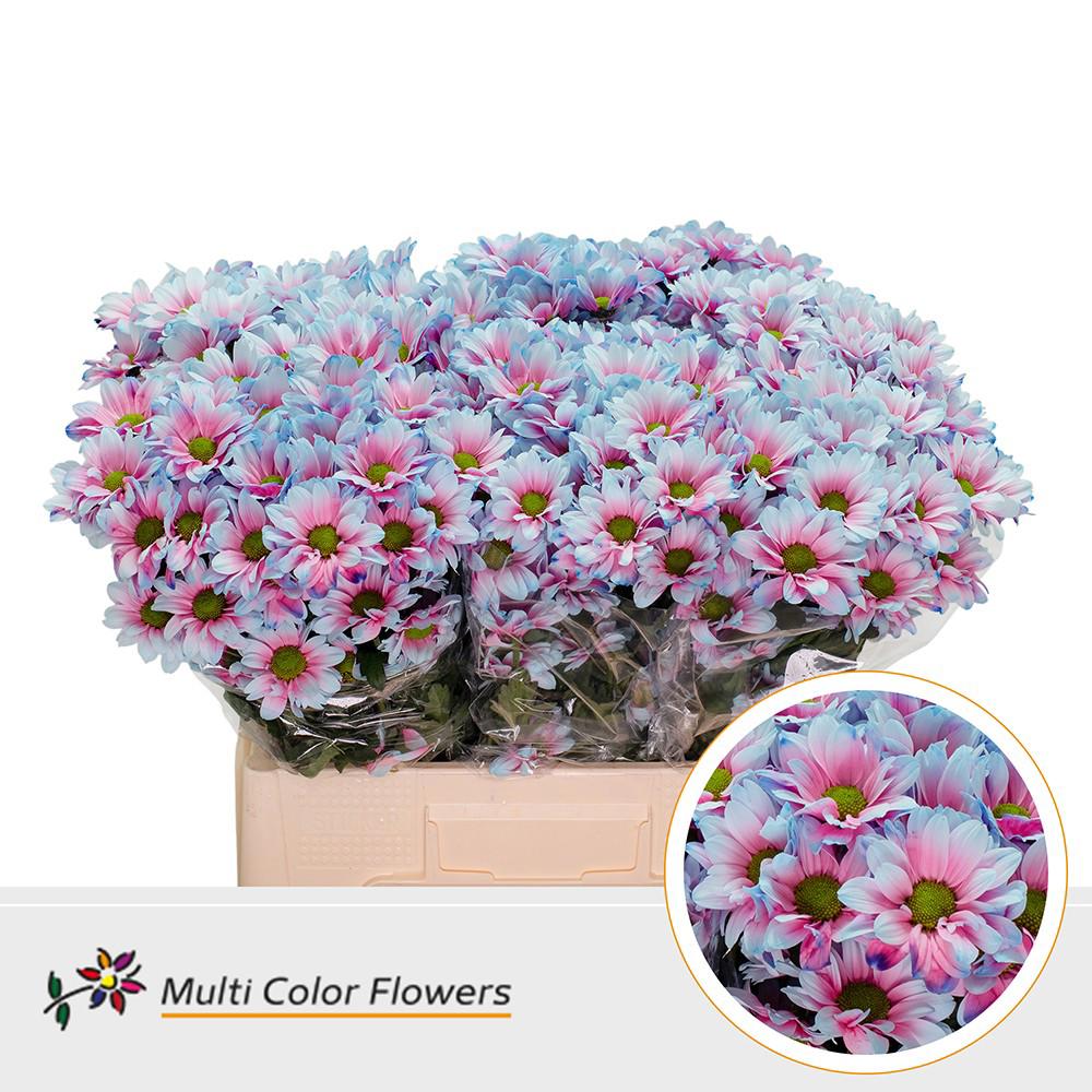 10x Chrysant overig 60cm