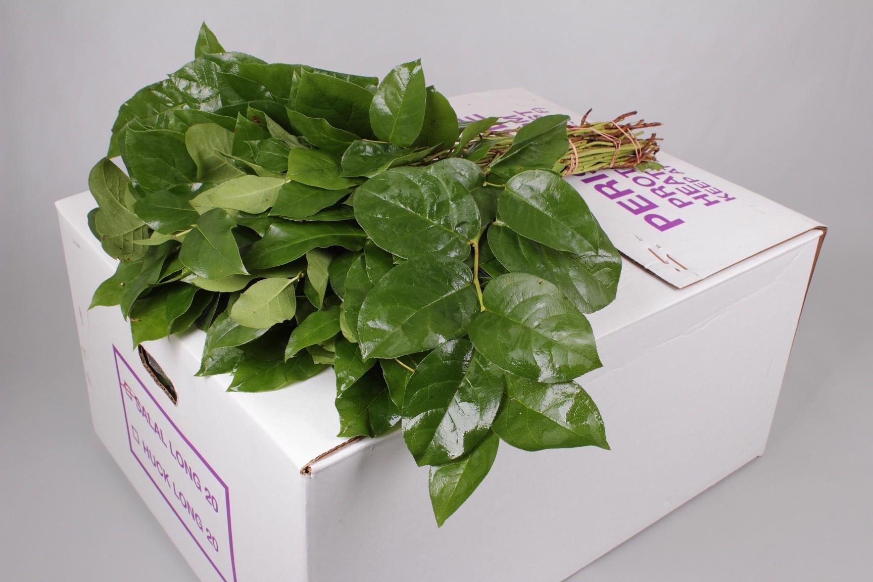 12x Sg salal tips