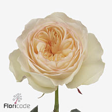 10x Rosa stanley park 50cm