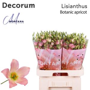 40x Eust.botanic apricot en 70cm