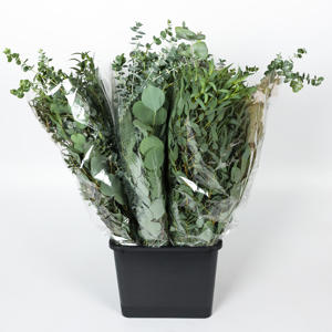 5x Sg eucalyptus mix var.(bos) 70cm