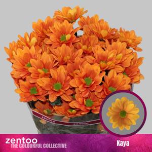 10x Chrysant kaya+ 70cm