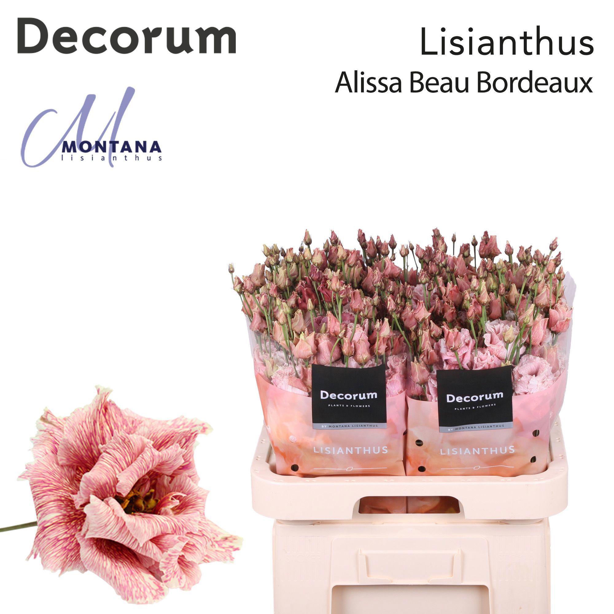 10x Eust. alissa beau bordeaux du 70cm