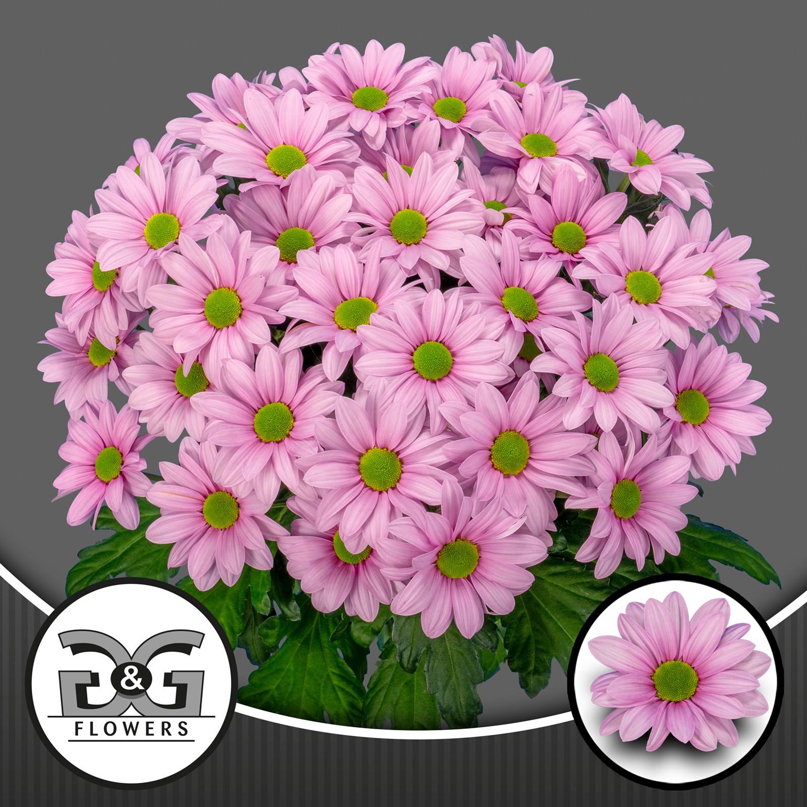 10x Chrysant ballerina pink 70cm