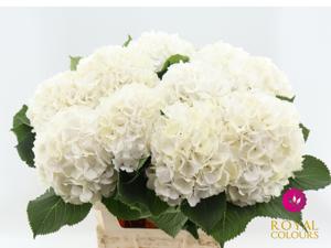 10x Hydr.white verena 80cm