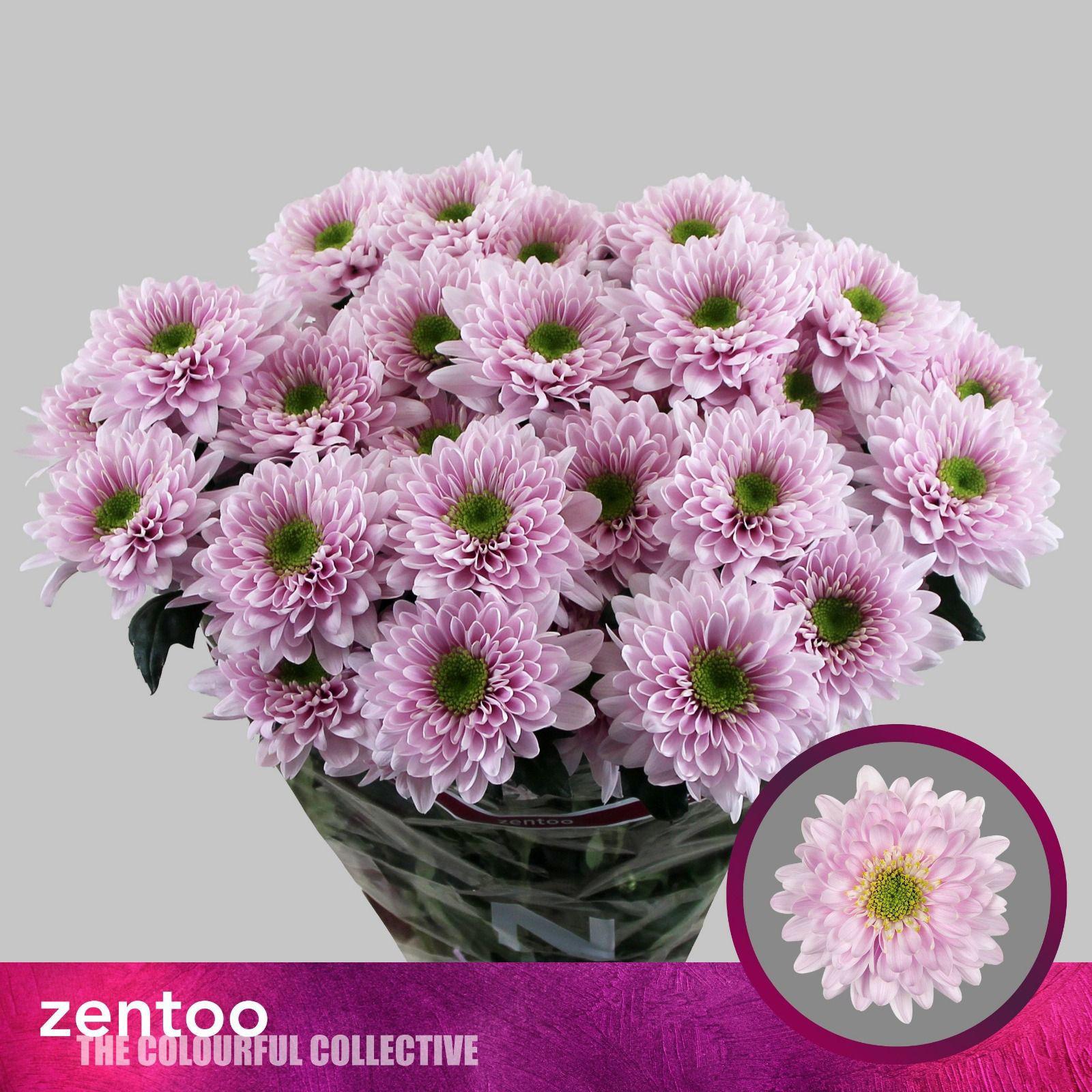 10x Chrysant commander pink 70cm