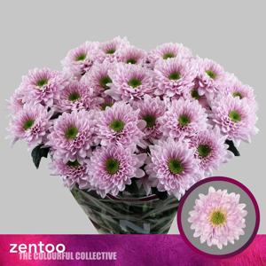 10x Chrysant commander pink 70cm