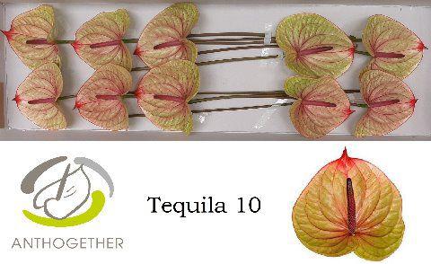 10x Anth.tequila 10cm