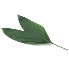 5x Sg cocos middel