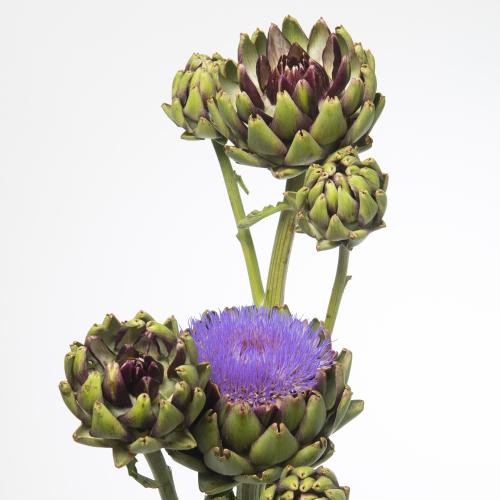 5x Cynara groene van laon 80cm