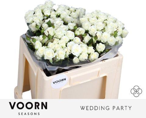 10x Rosa wedding party 50cm